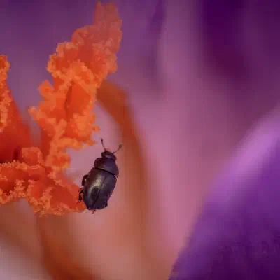 Méligèthe du colza