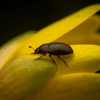 Common Pollen Beetle