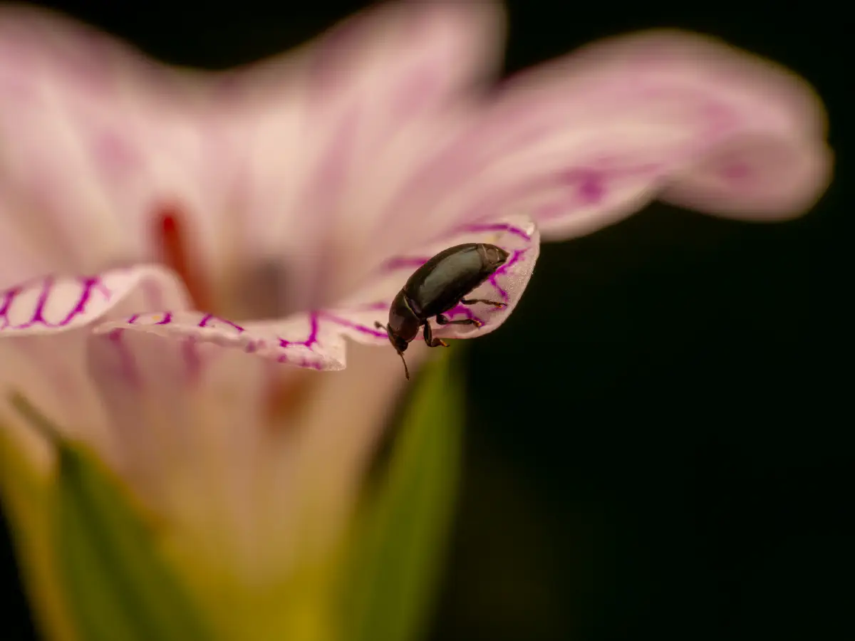 Méligèthe du colza