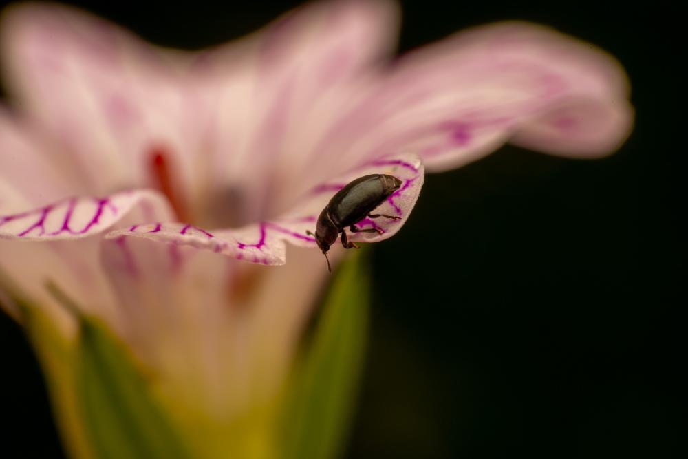 December 2, 2024 – Issue No. 472
– Issue No. 472: “Common Pollen Beetle“ Common Pollen Beetle