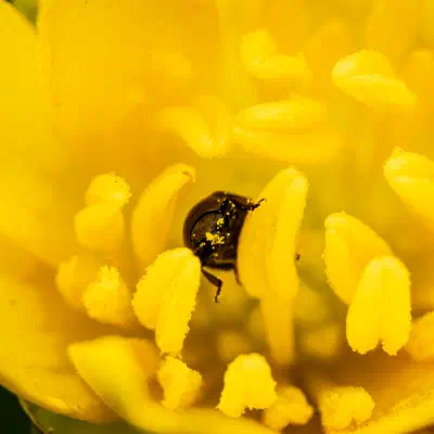 Méligèthe du colza