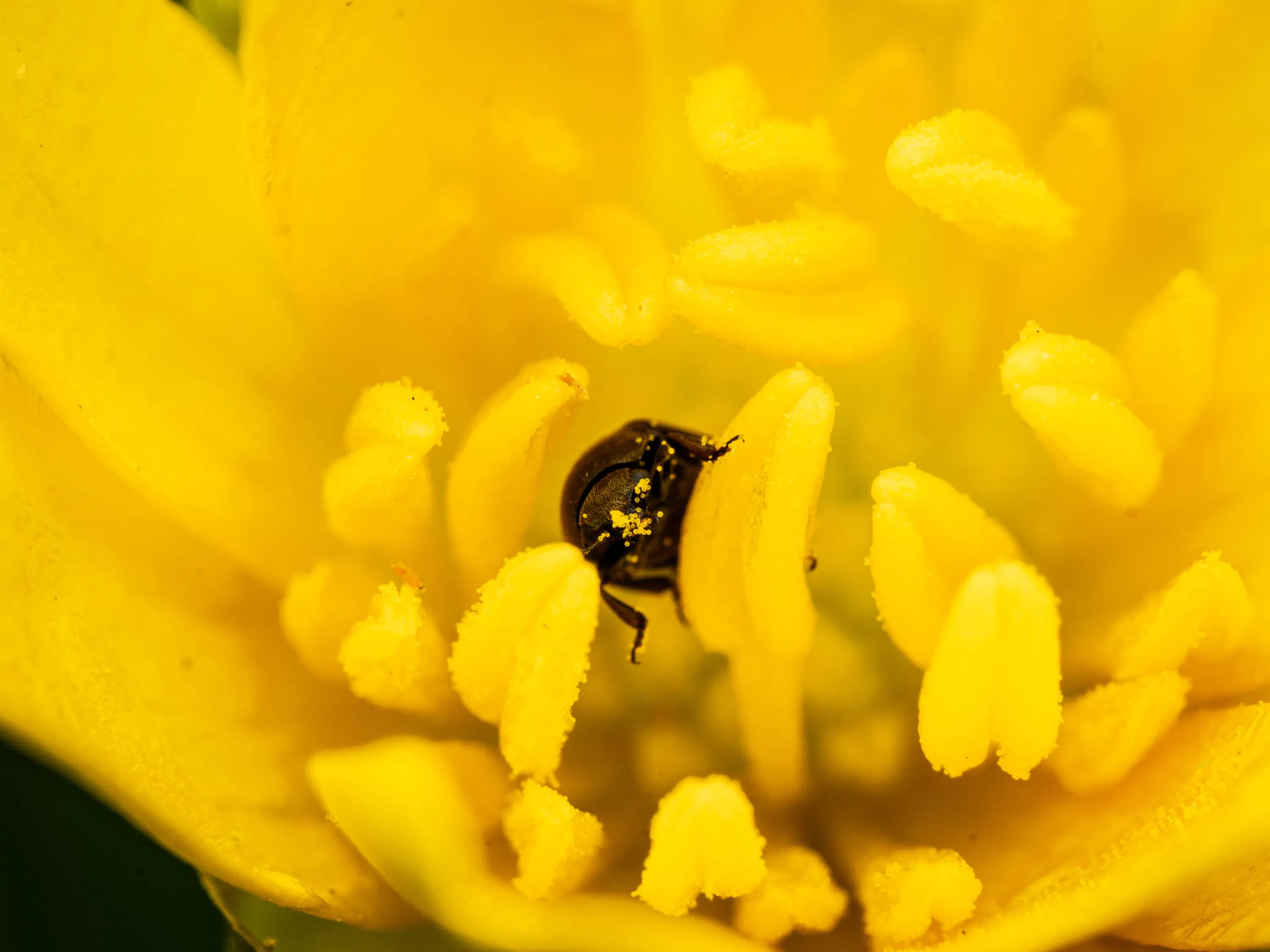 Common Pollen Beetle