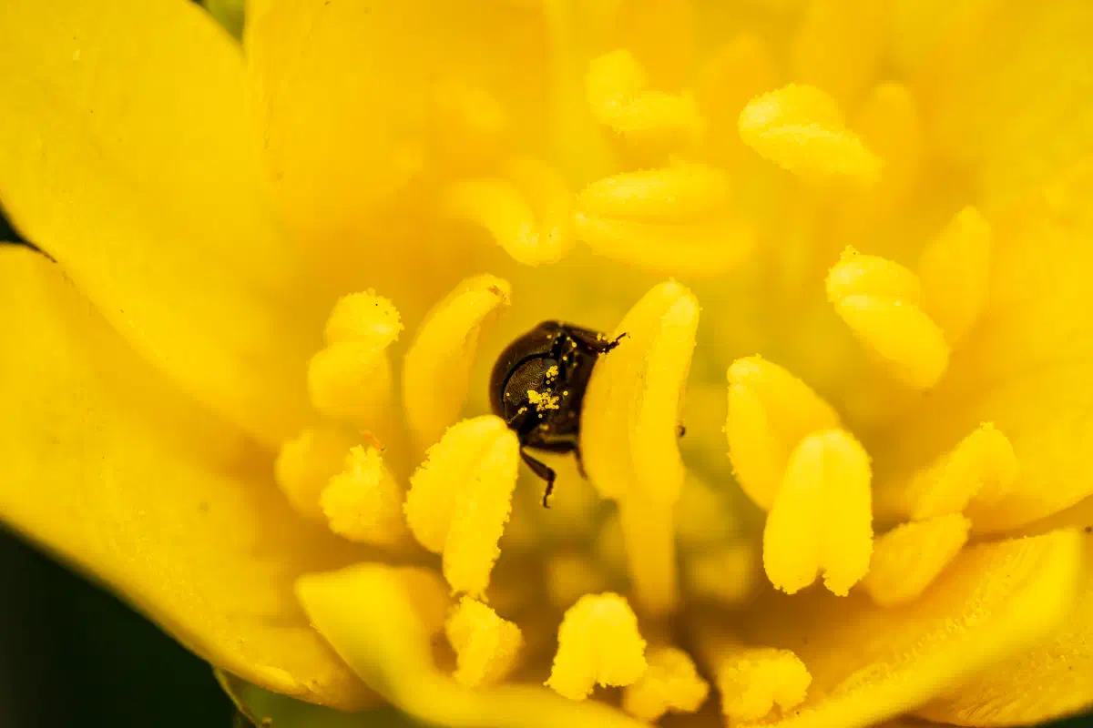 Méligèthe du colza