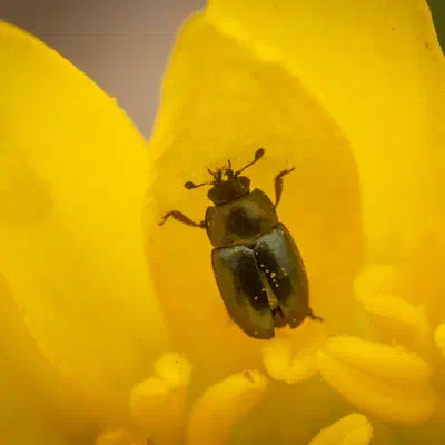 Méligèthe du colza