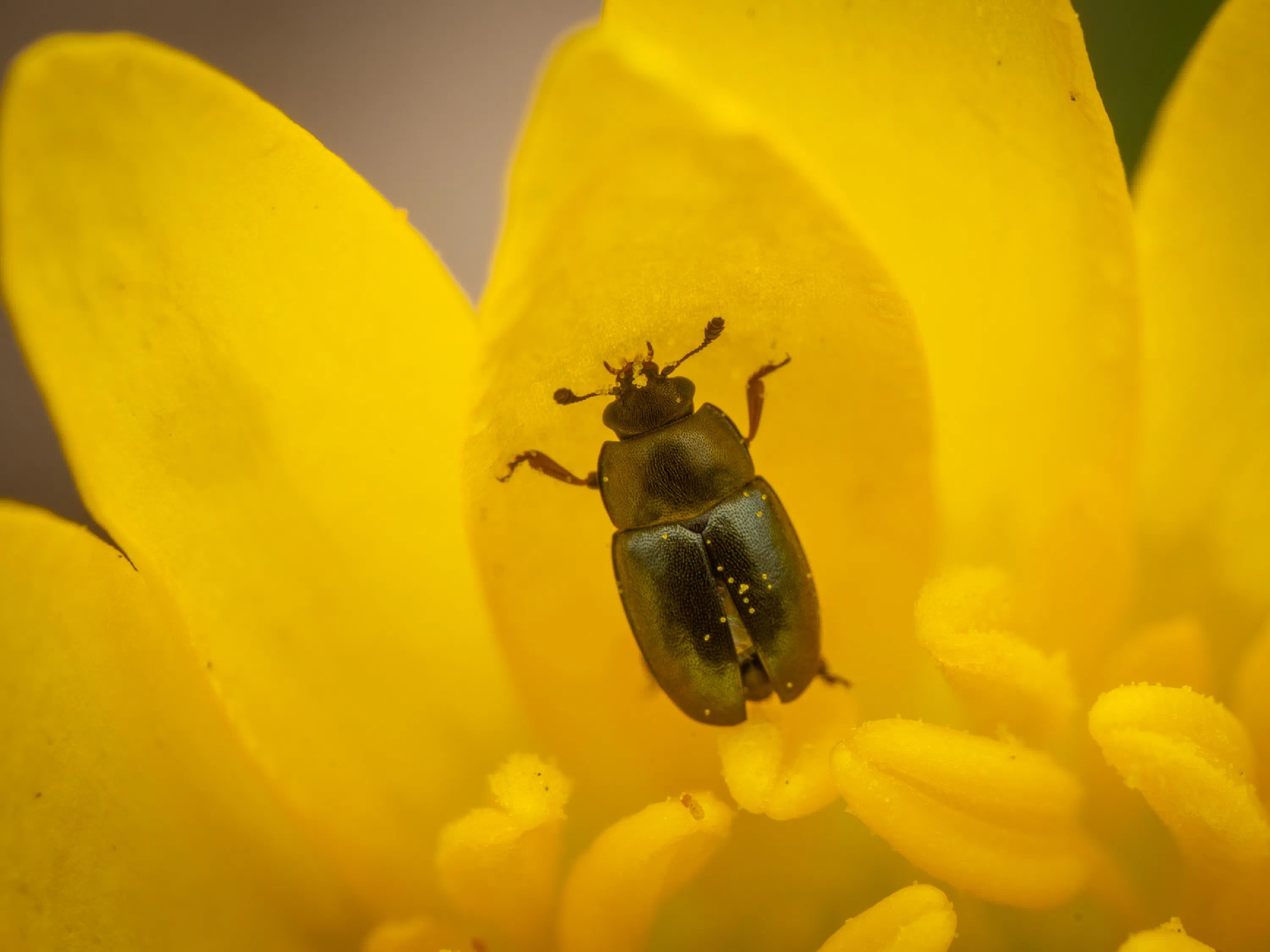Common Pollen Beetle