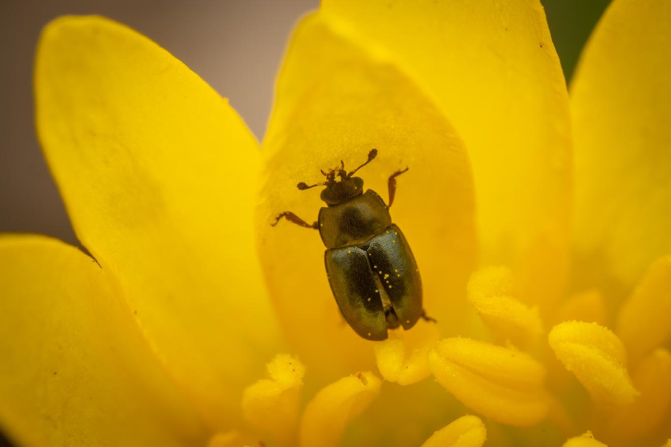 Common Pollen Beetle – No. 16