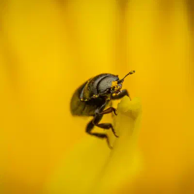 Brassicogethes aeneus