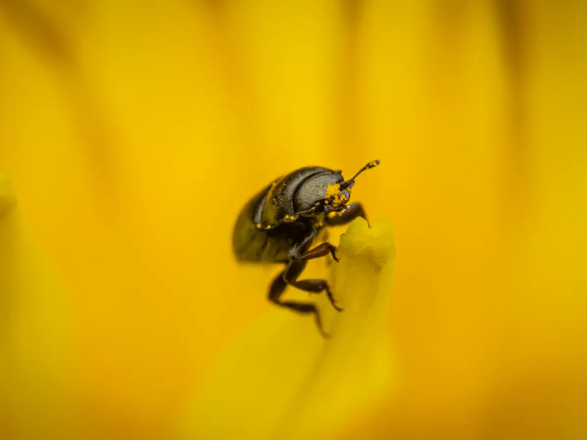 Méligèthe du colza