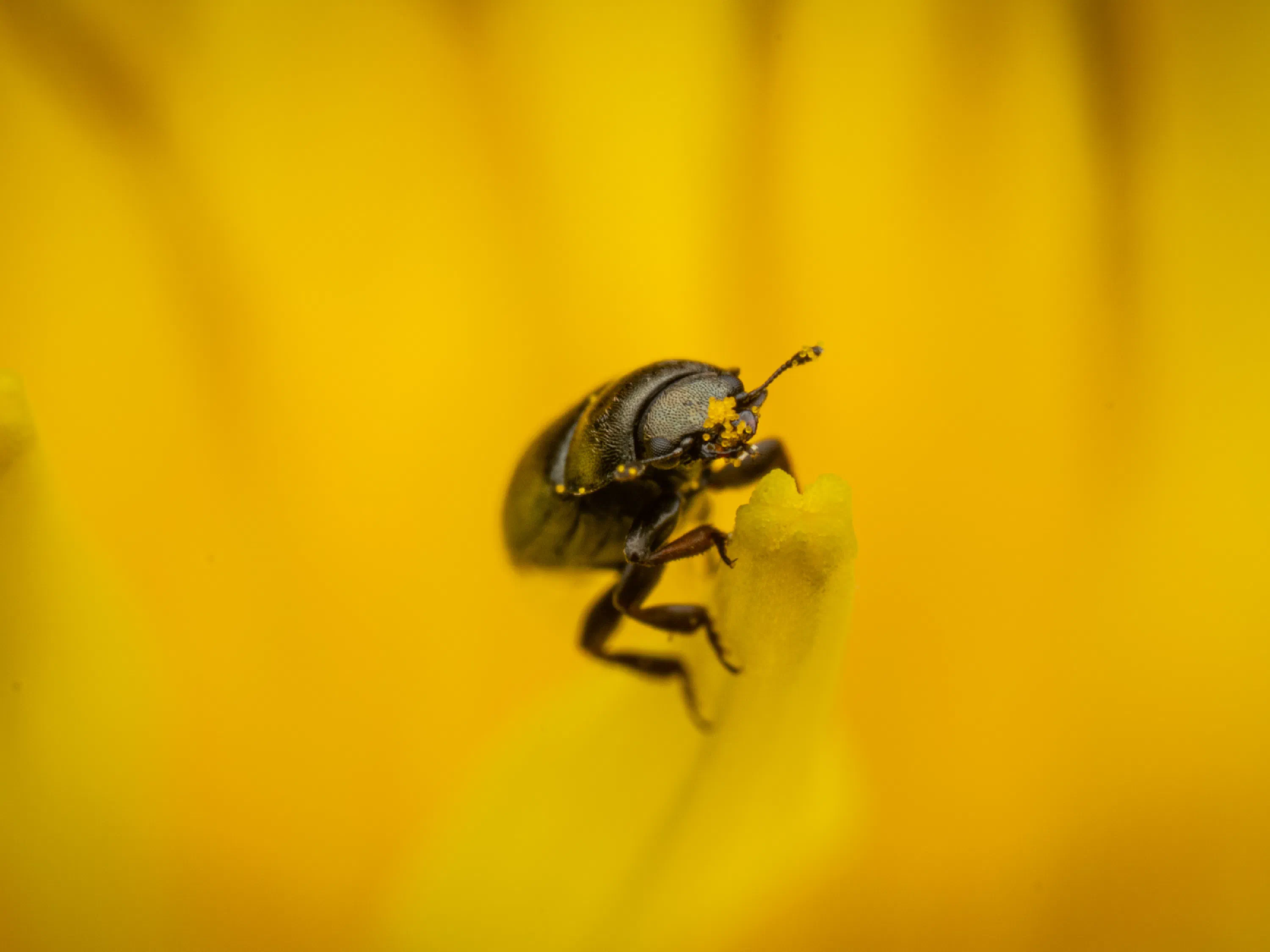 Brassicogethes aeneus