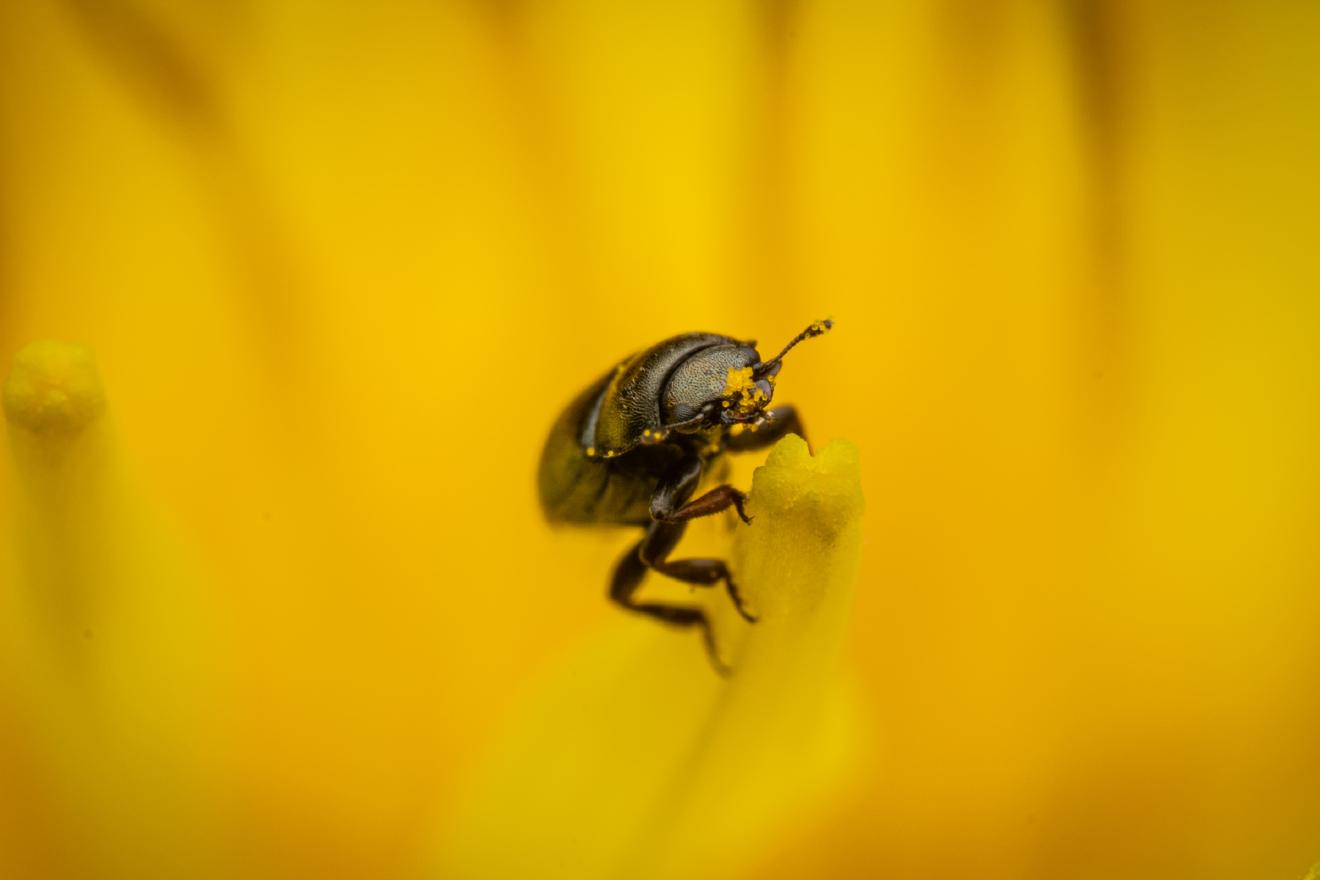 Common Pollen Beetle – No. 17