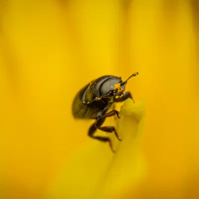 Common Pollen Beetle