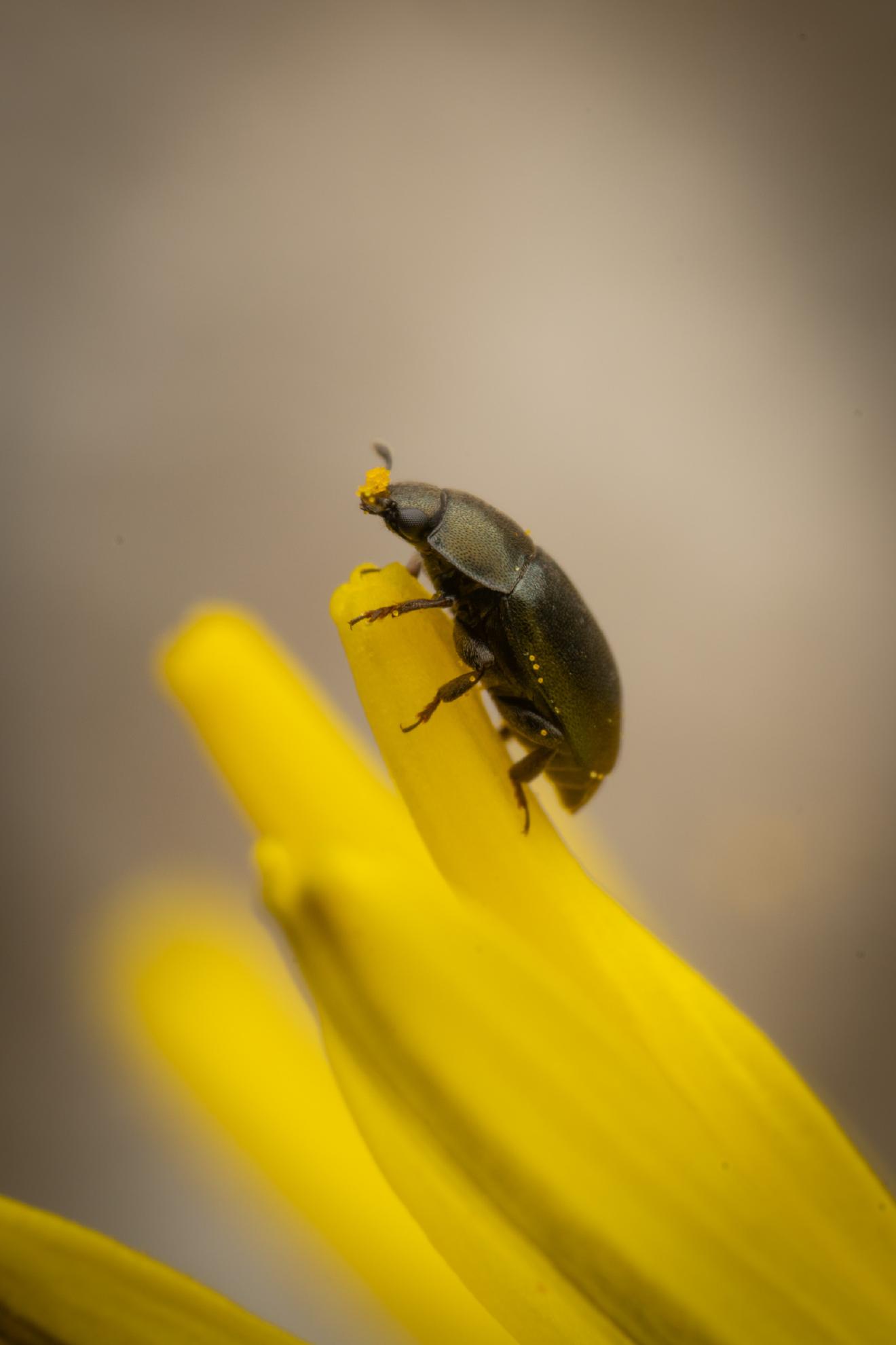 Common Pollen Beetle – No. 18