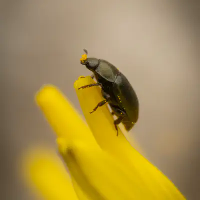 Rapsglanzkäfer