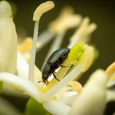 Méligèthe du colza
