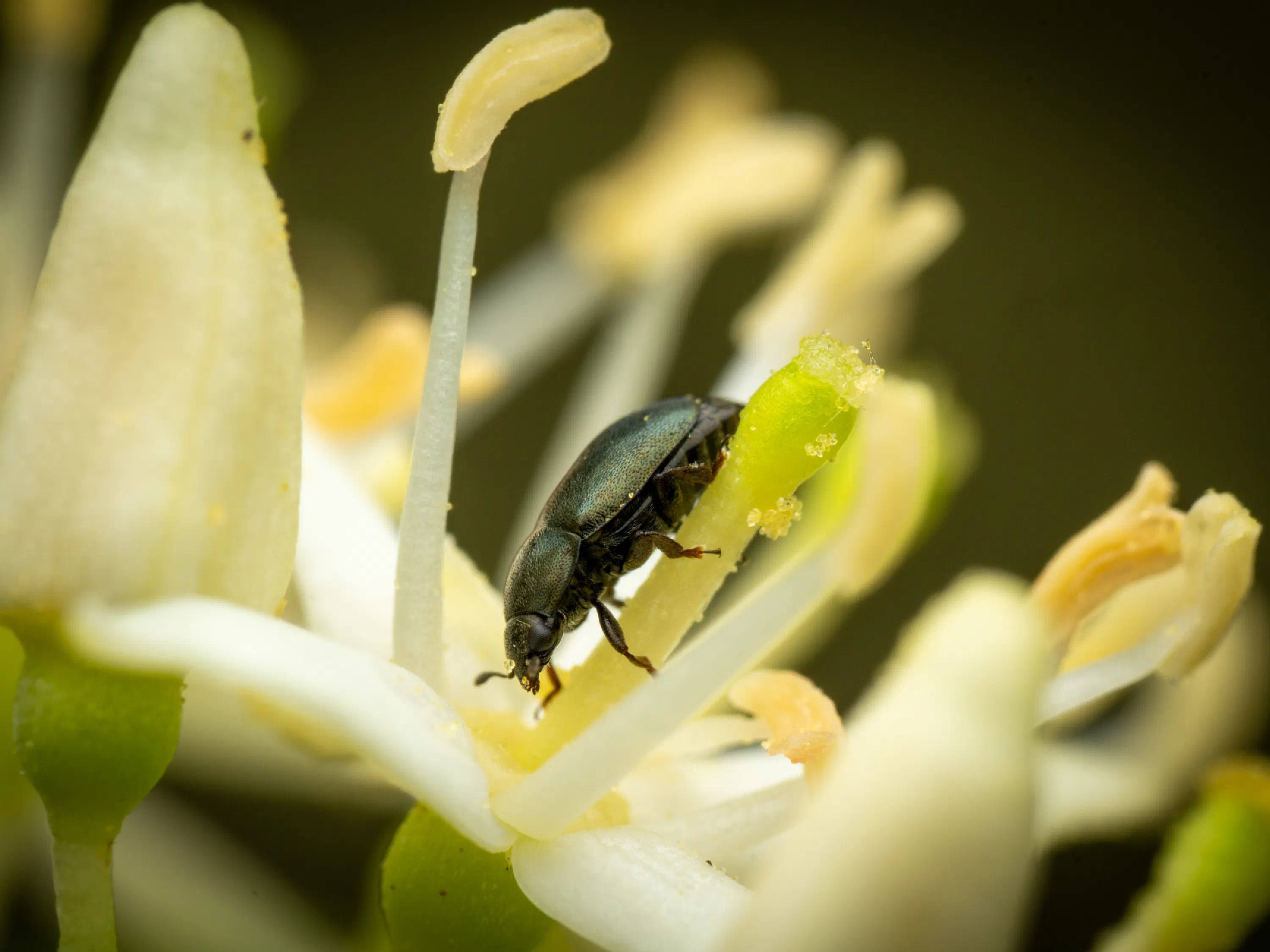 Common Pollen Beetle