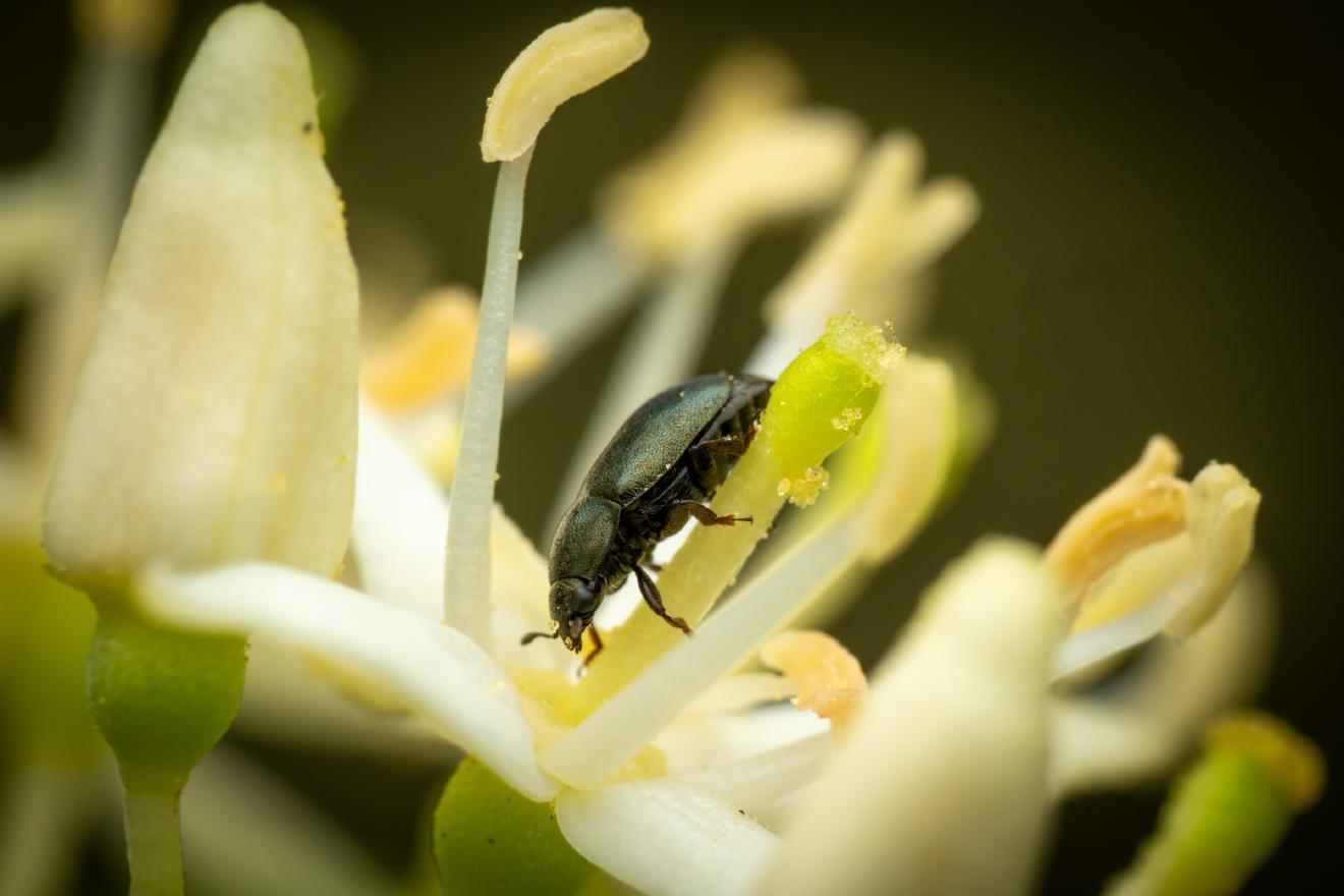 Common Pollen Beetle – No. 19