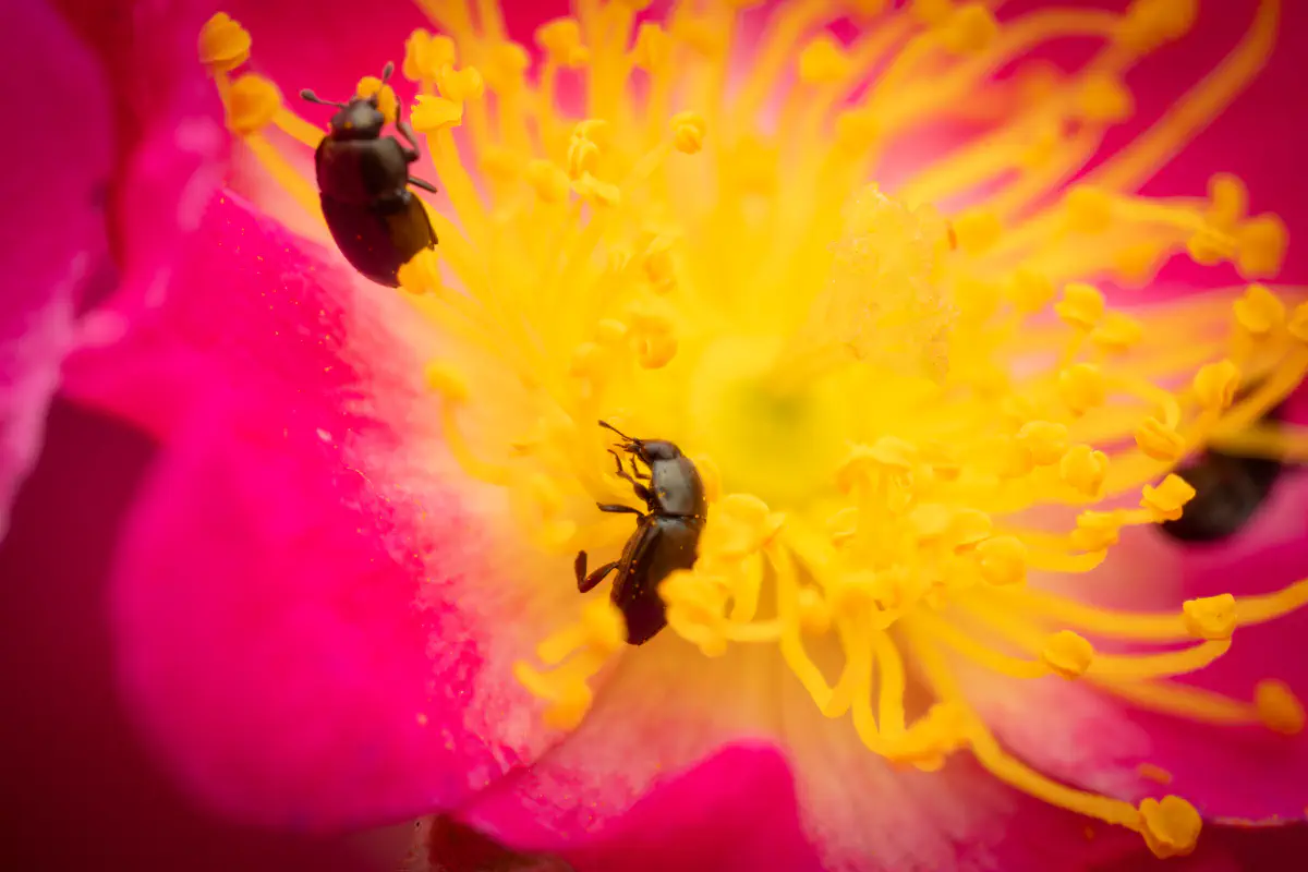 Common Pollen Beetle – No. 20