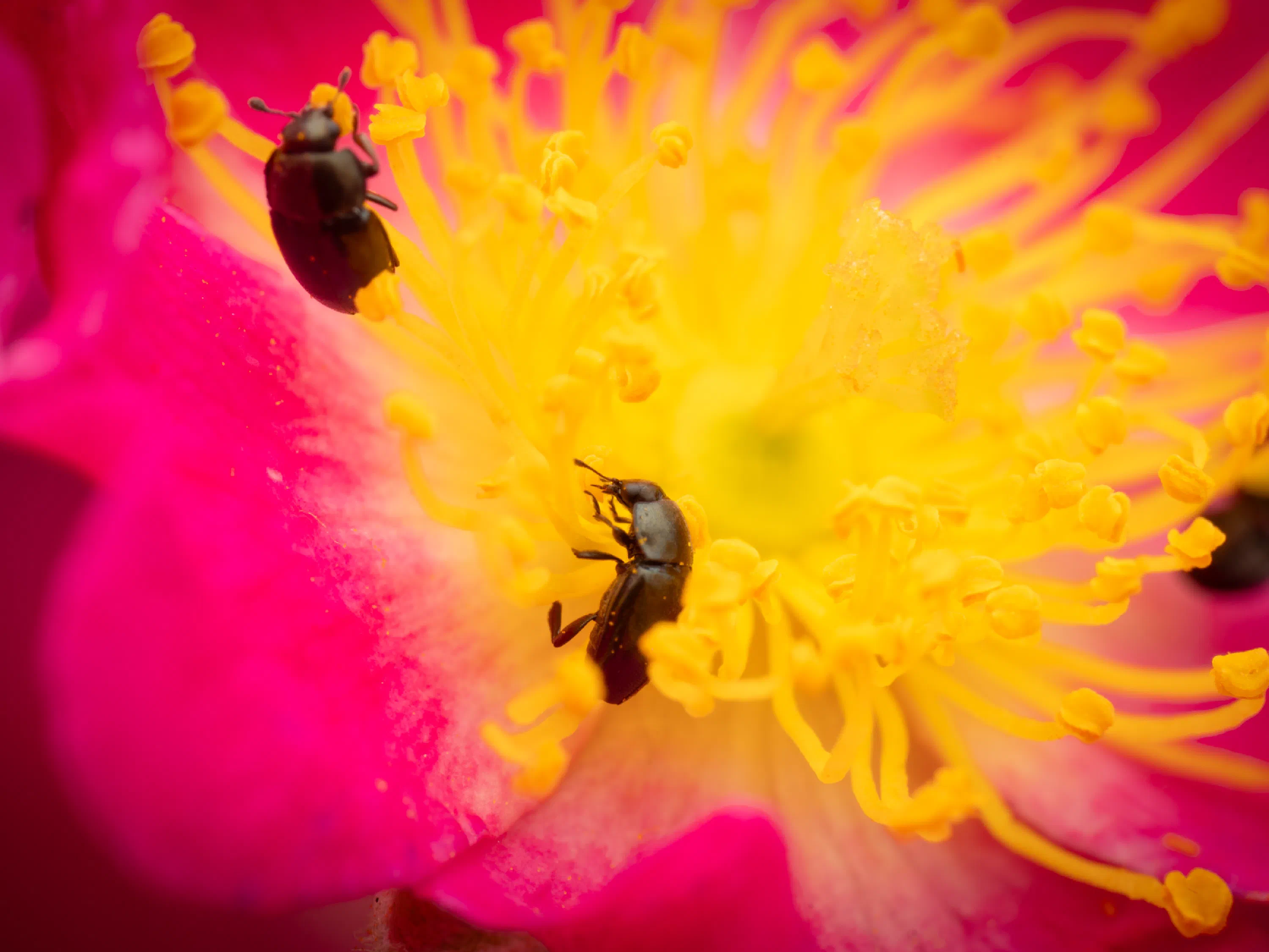 Common Pollen Beetle