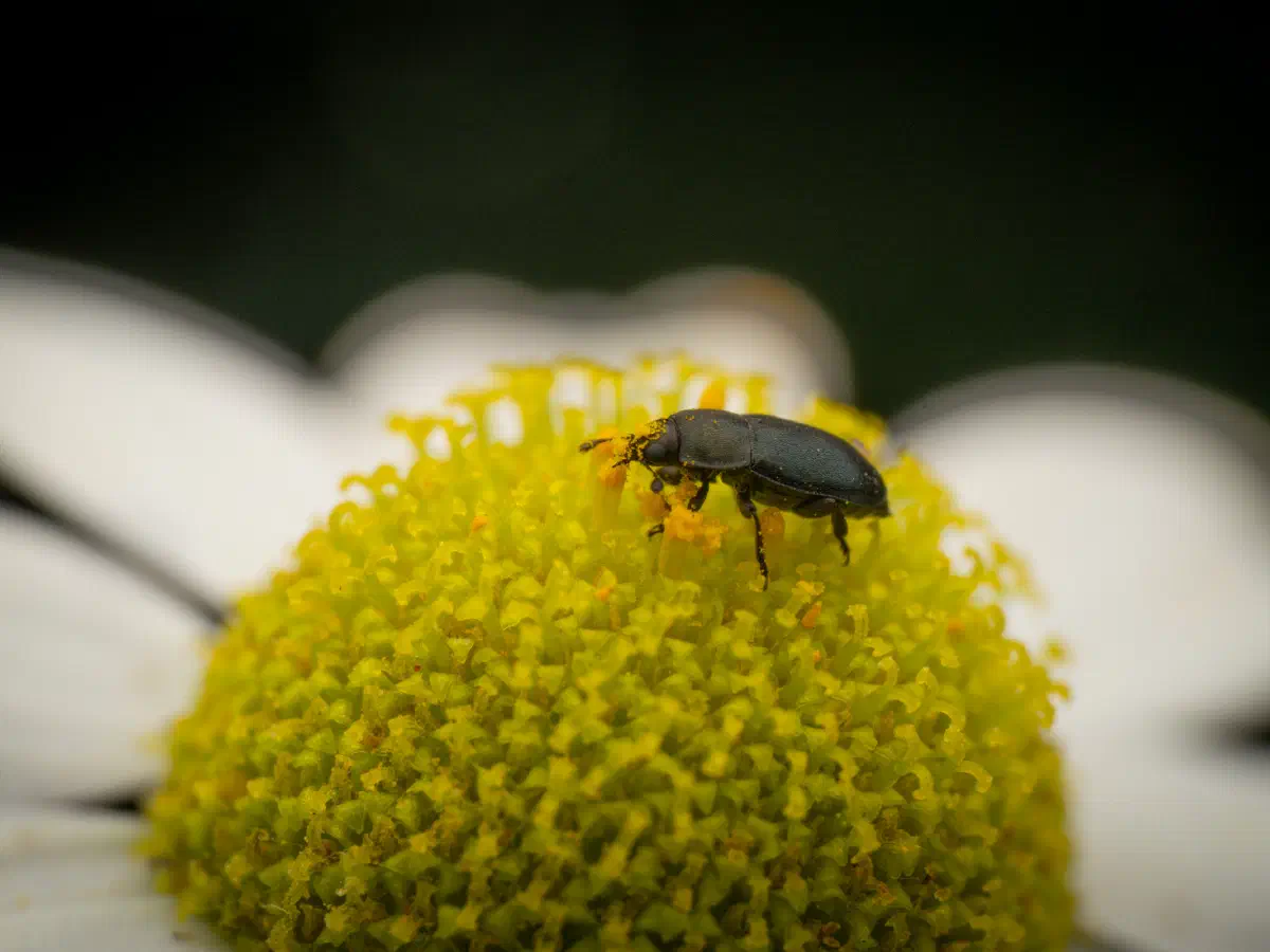 Méligèthe du colza