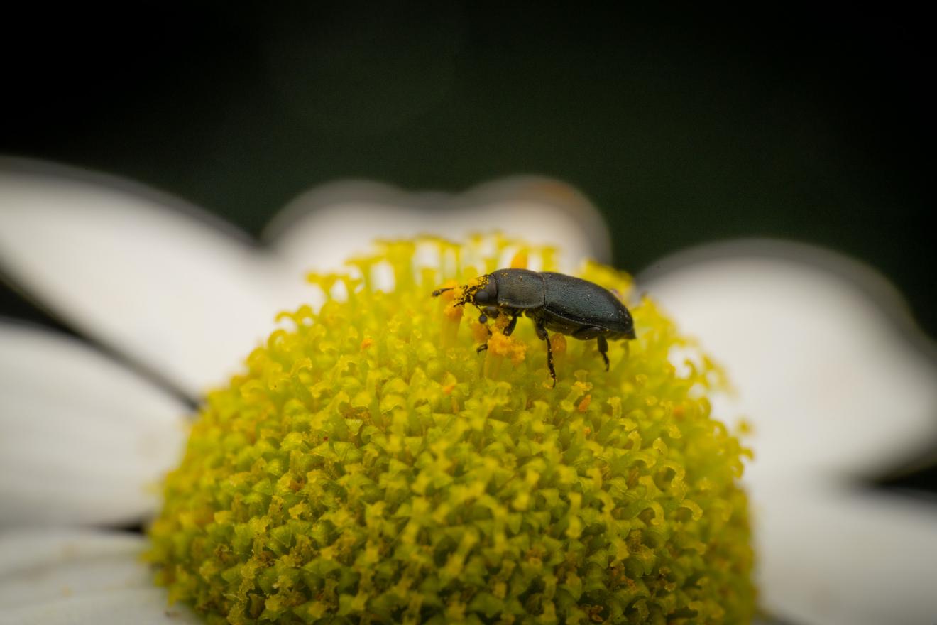 Common Pollen Beetle – No. 21
