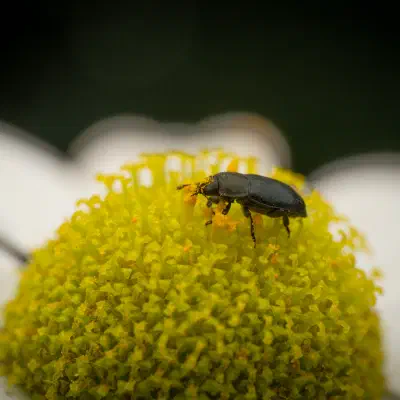 Méligèthe du colza