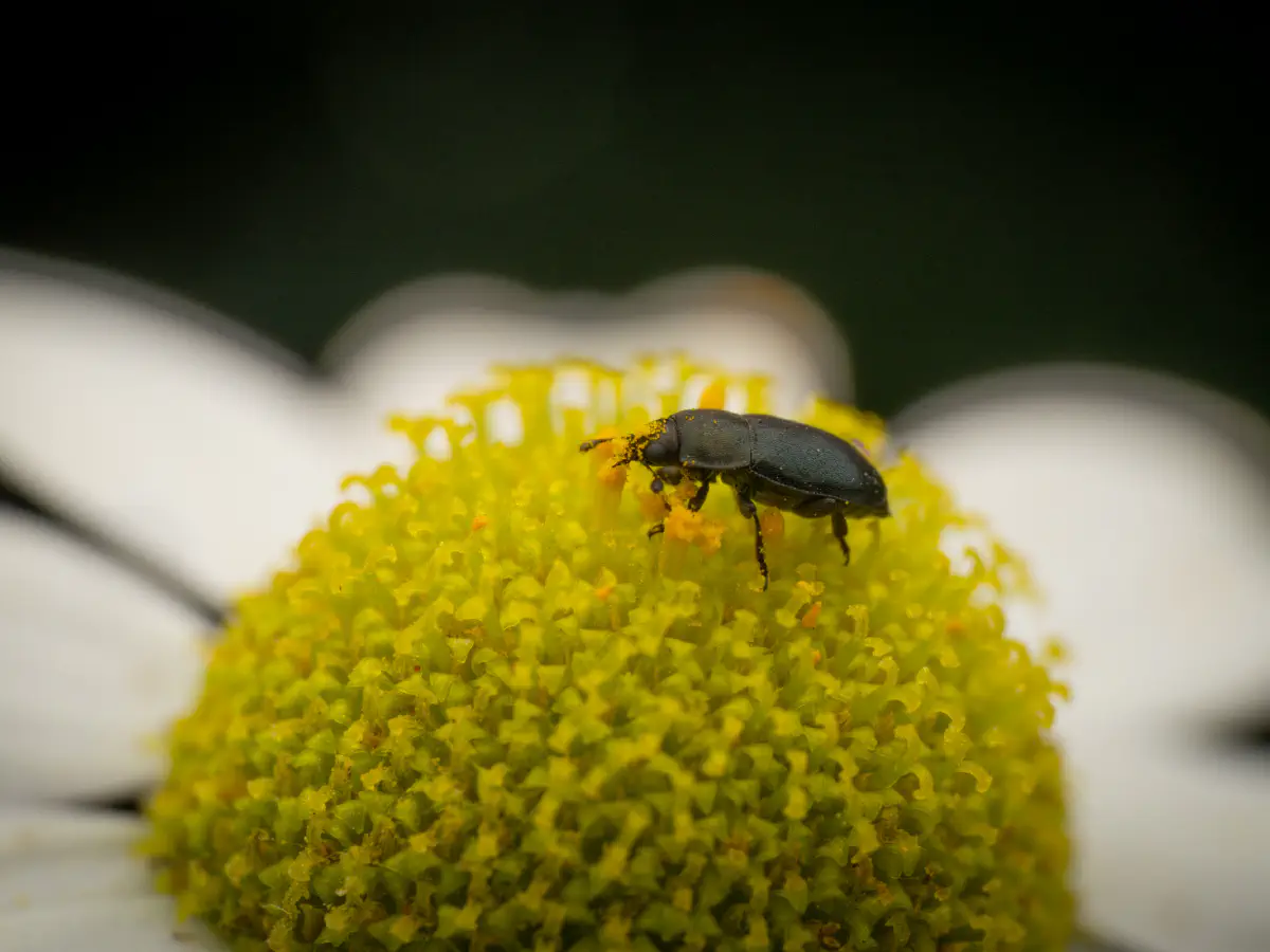 Méligèthe du colza