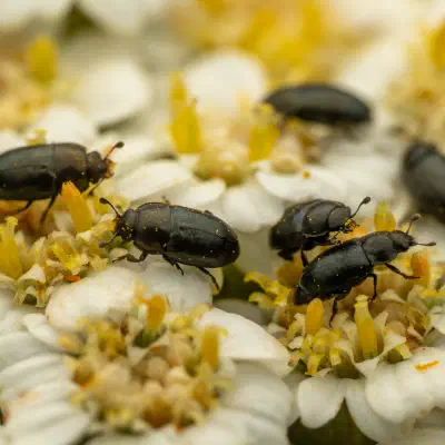 Common Pollen Beetle