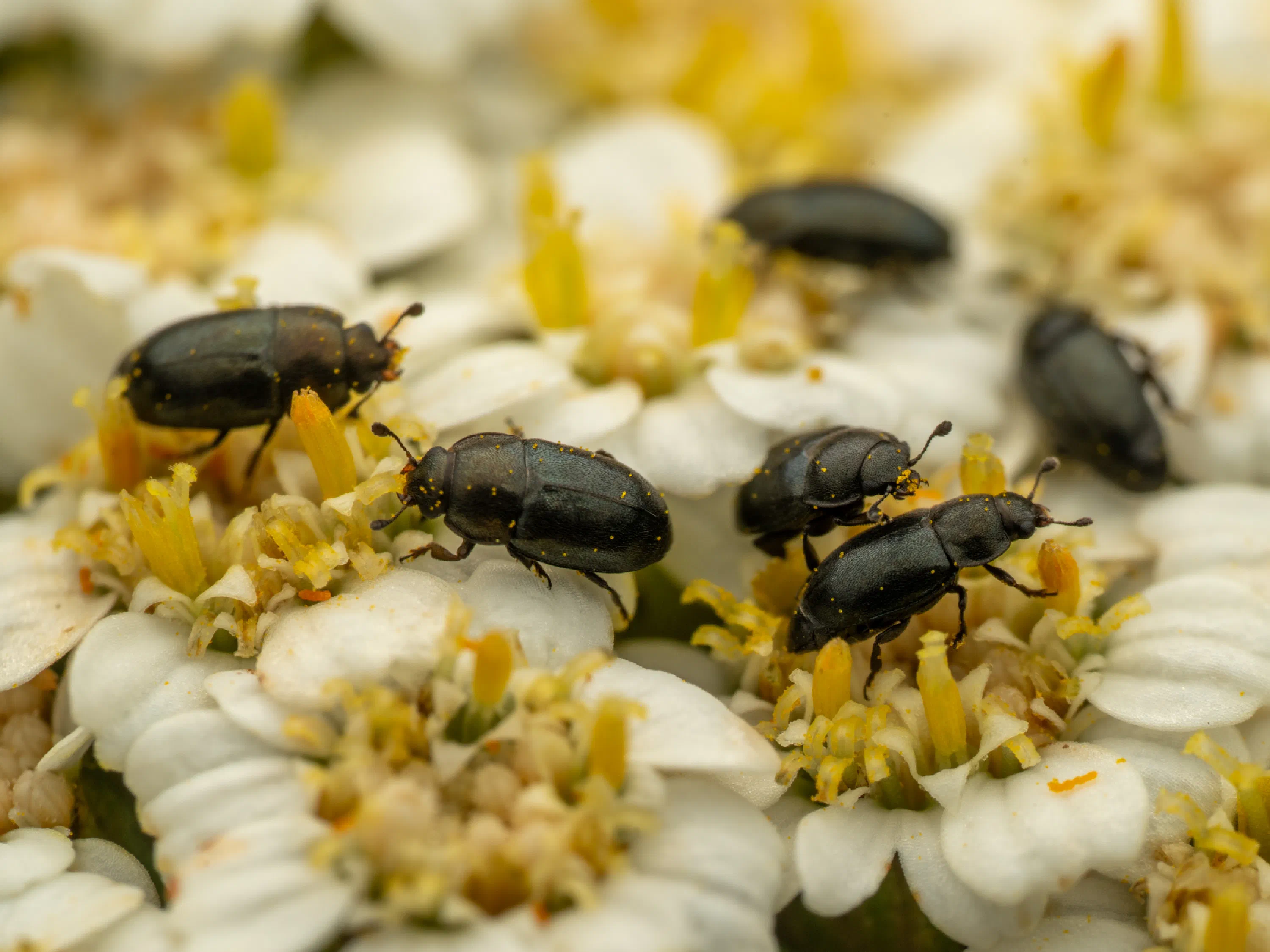 Common Pollen Beetle