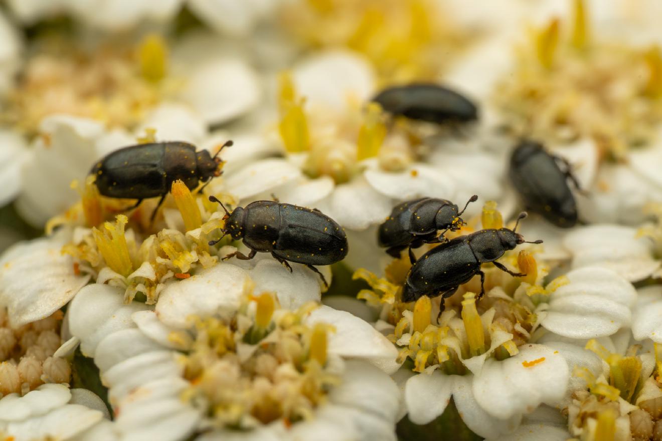 Common Pollen Beetle – No. 22