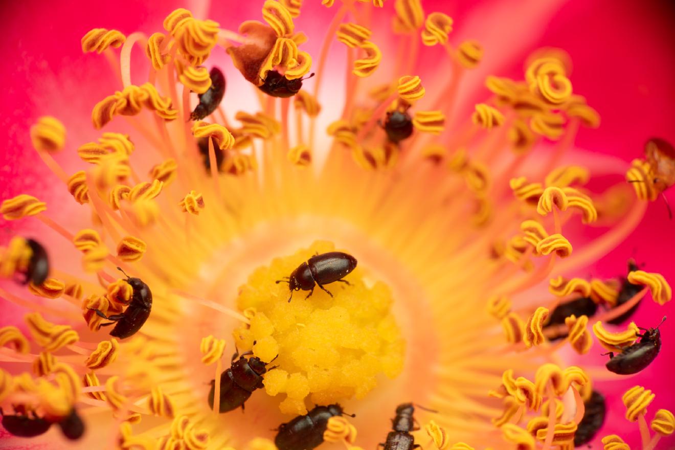 Common Pollen Beetle – No. 23
