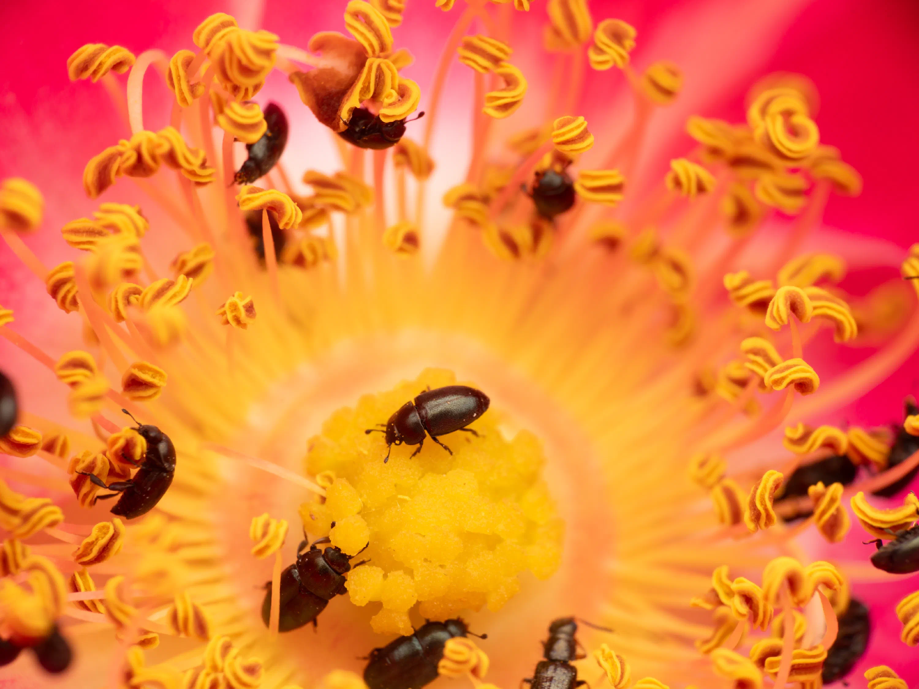 Common Pollen Beetle