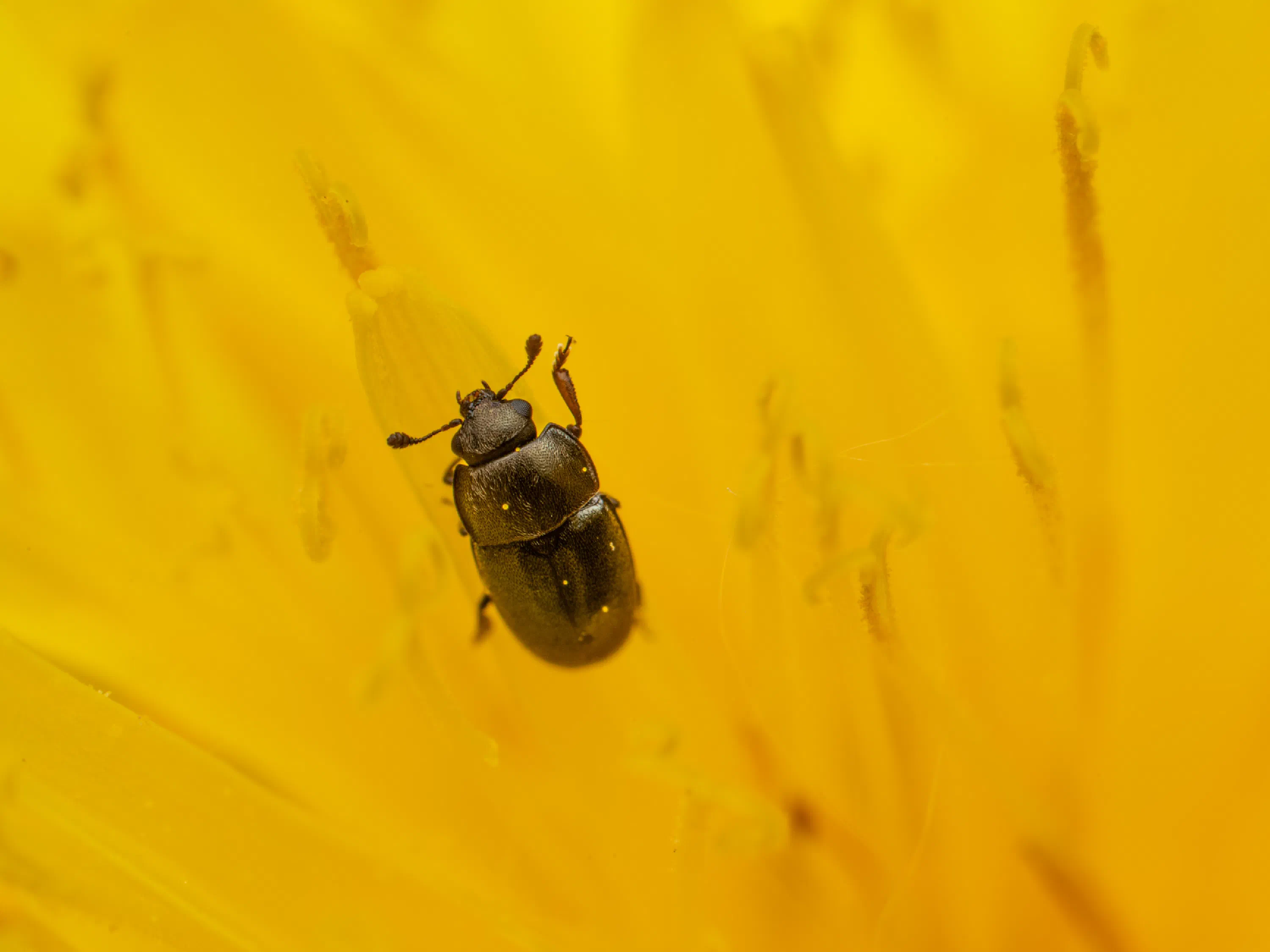 Brassicogethes aeneus