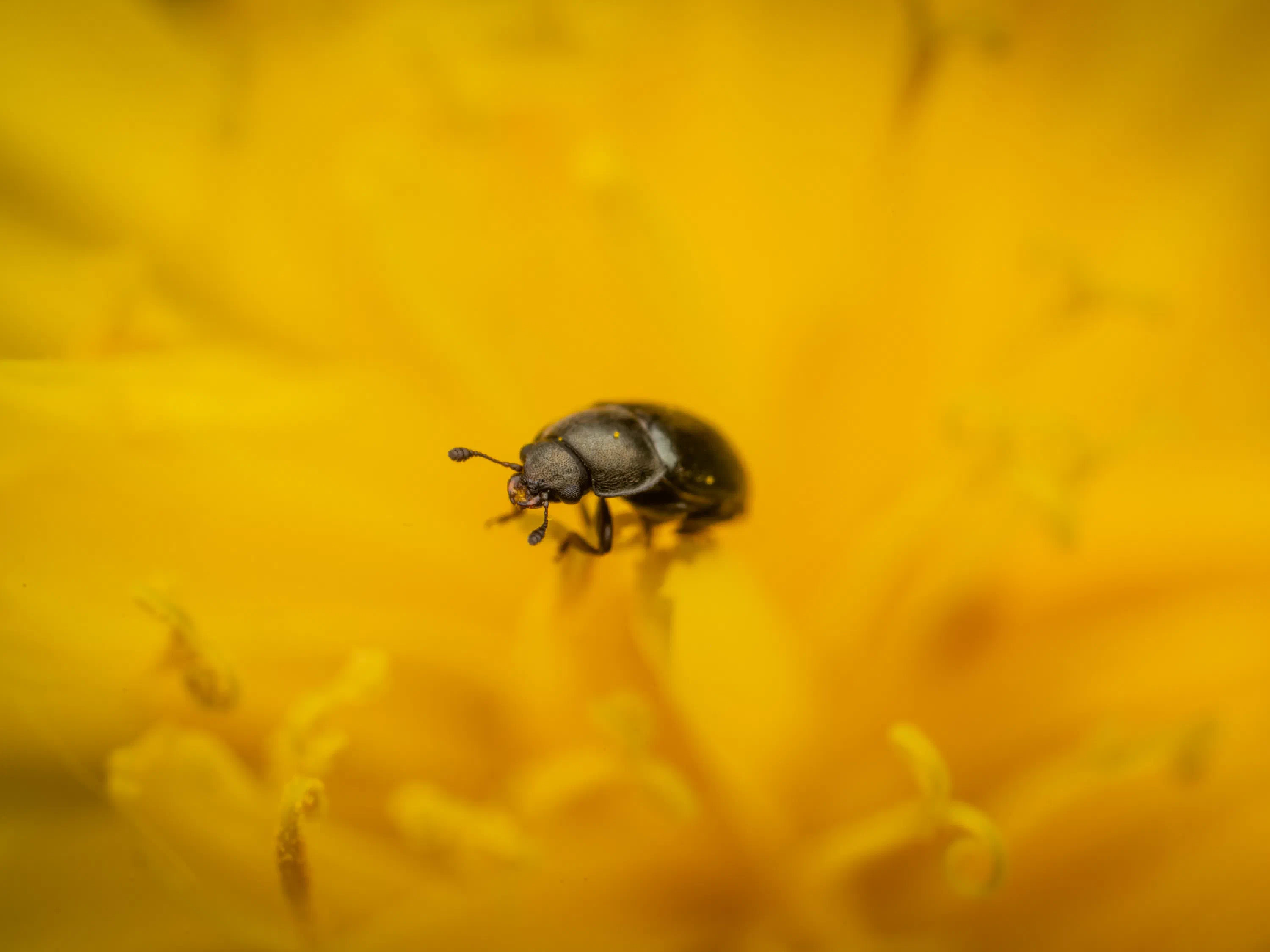 Common Pollen Beetle
