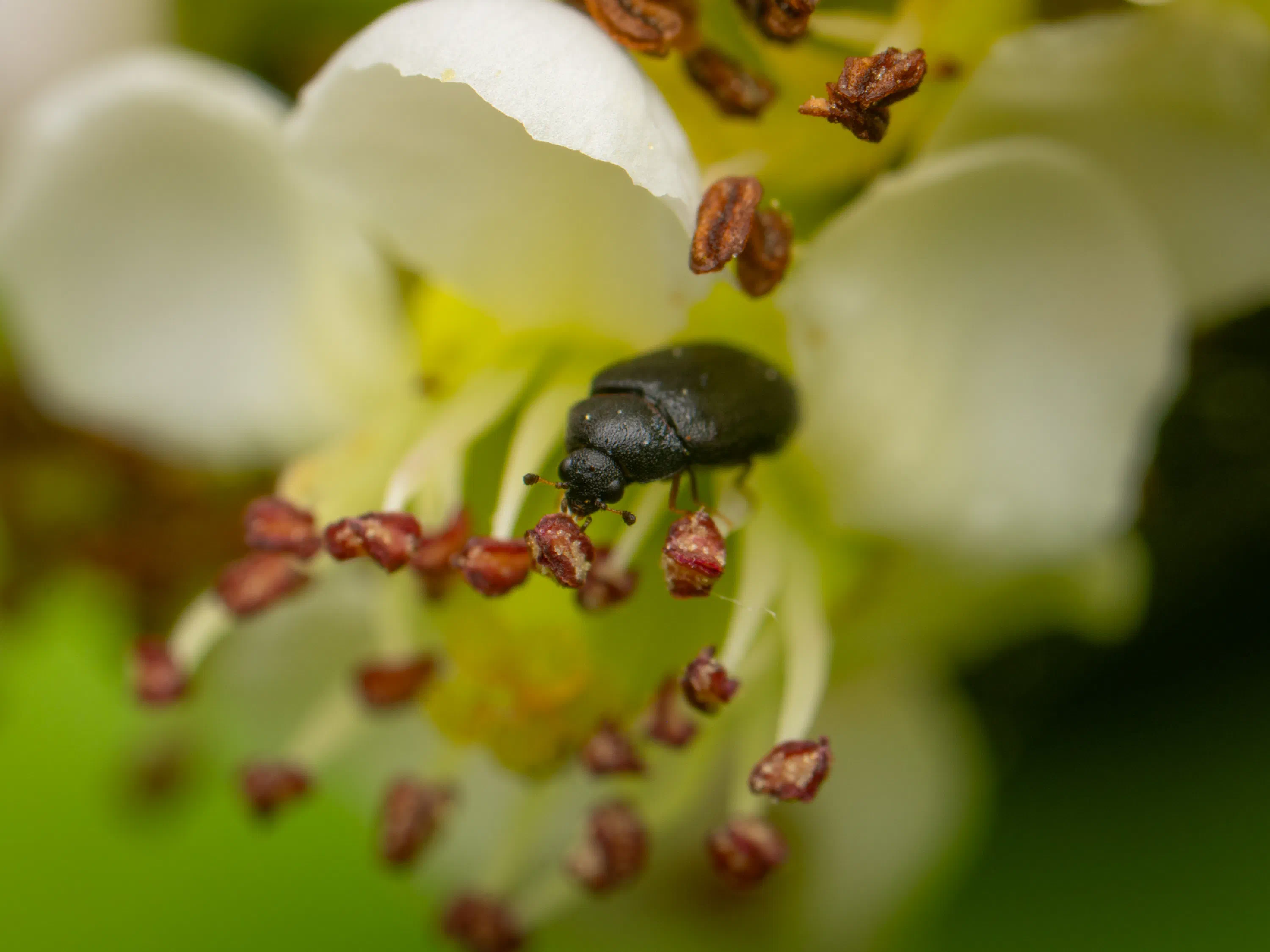 Brassicogethes aeneus