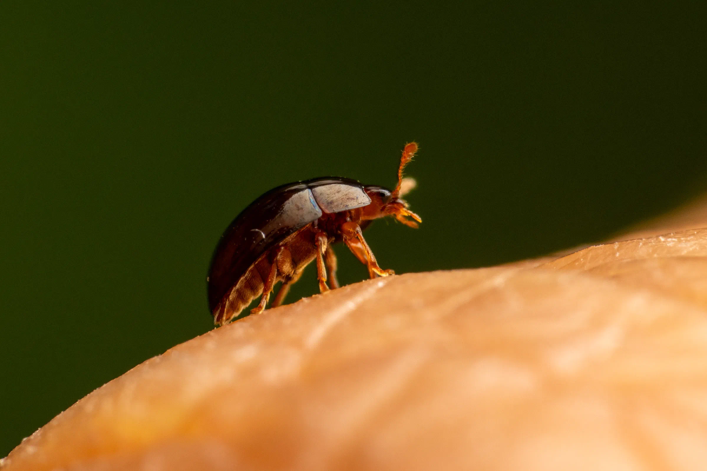 Zweifarbiger Glattkäfer