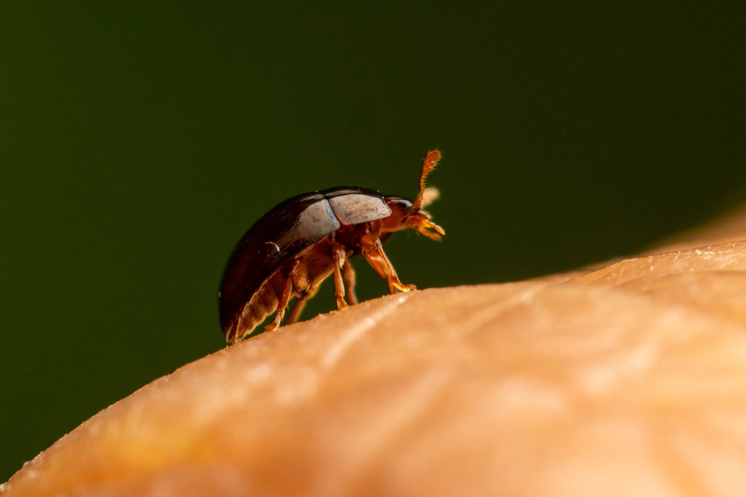 Olibrus bicolor