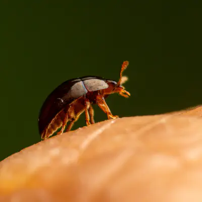 Zweifarbiger Glattkäfer