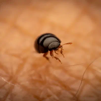 Zweifarbiger Glattkäfer