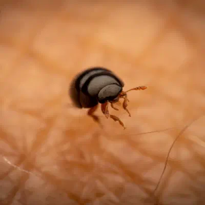 Zweifarbiger Glattkäfer
