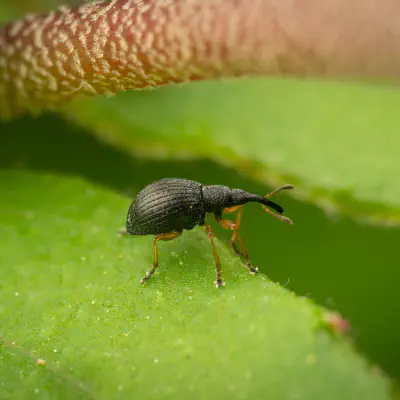 Straight-snouted Weevils