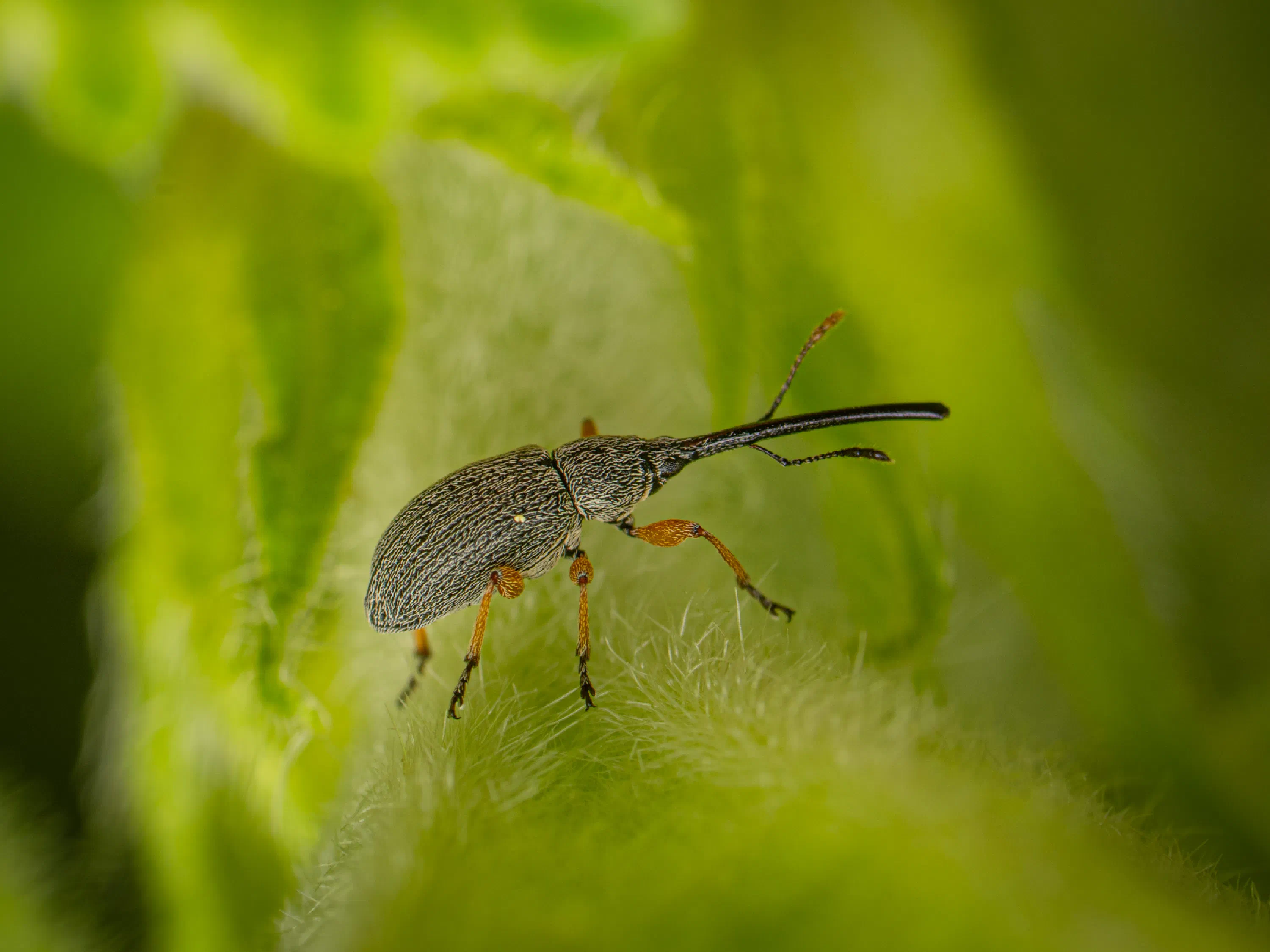 Rhopalapion longirostre