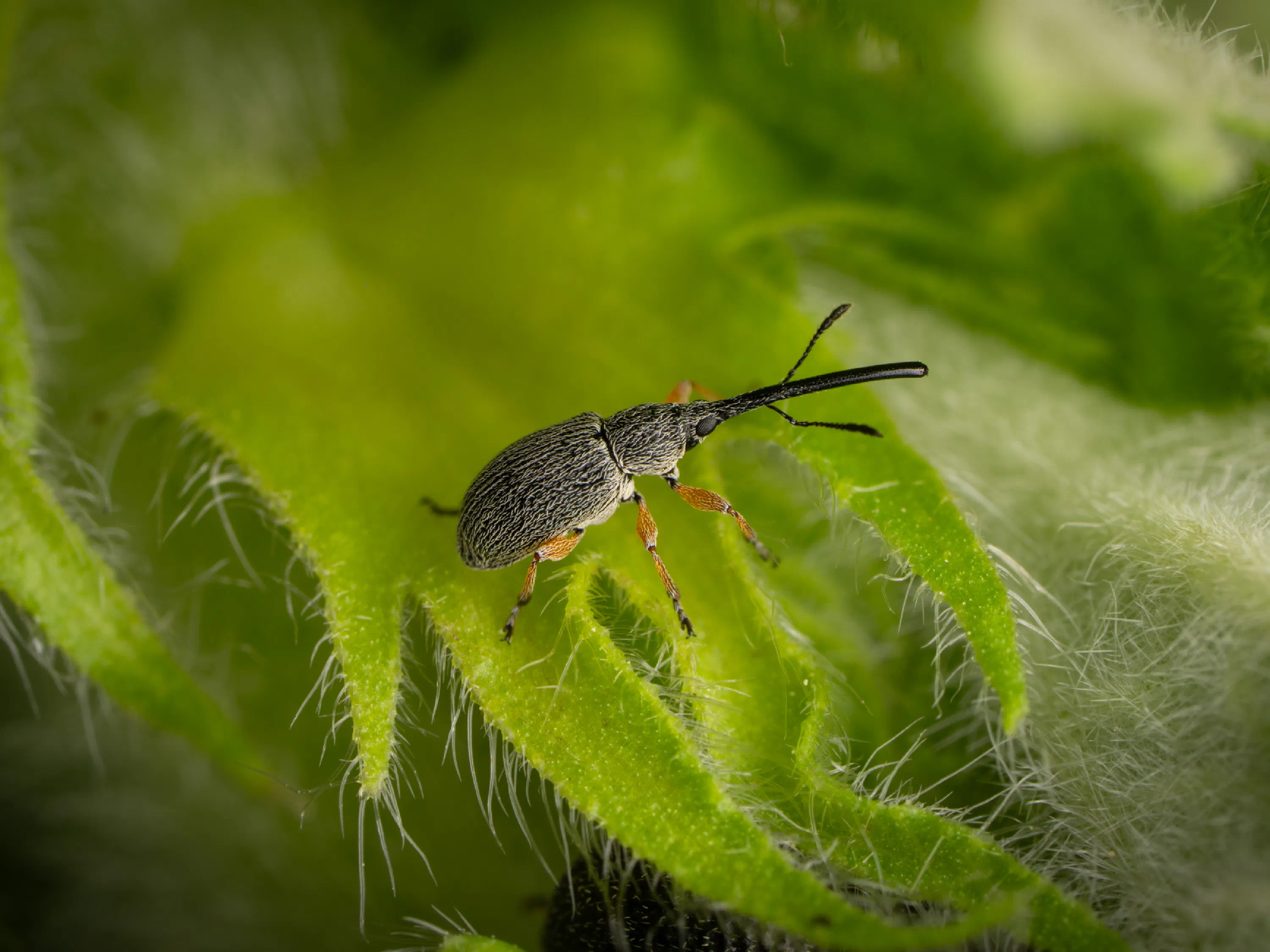 Rhopalapion longirostre