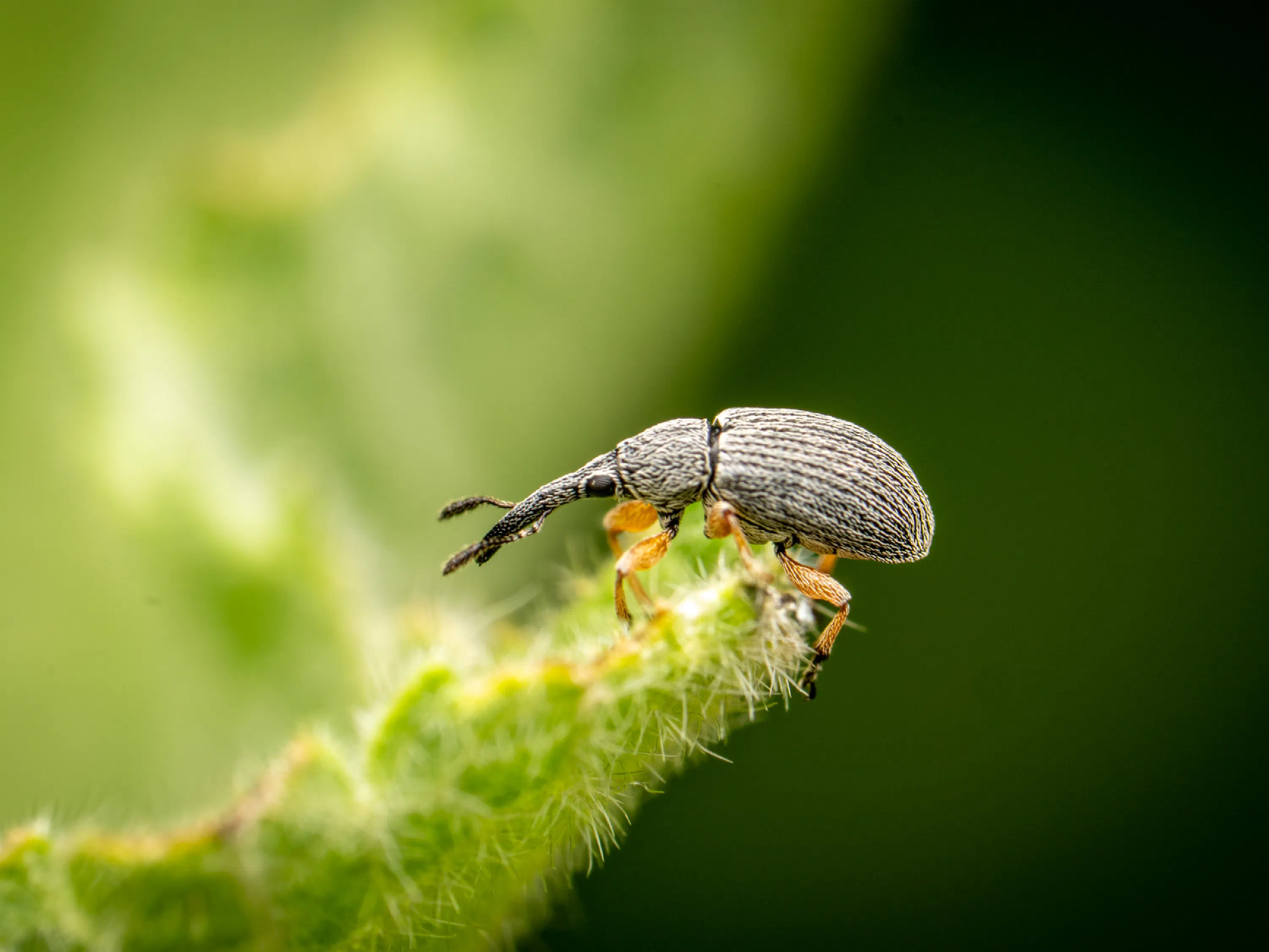 Rhopalapion longirostre