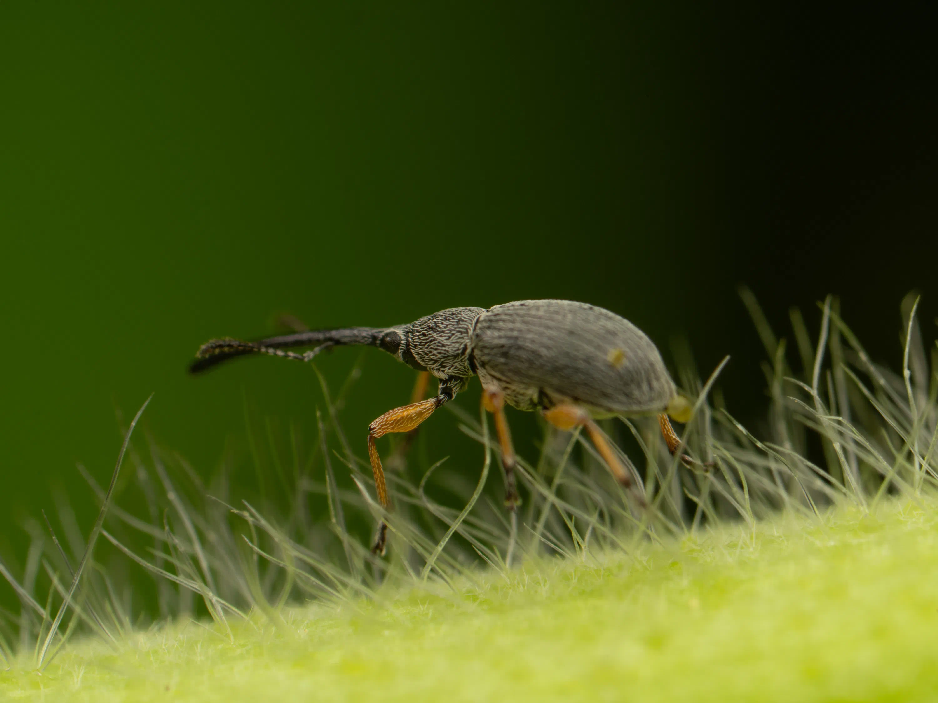 Rhopalapion longirostre