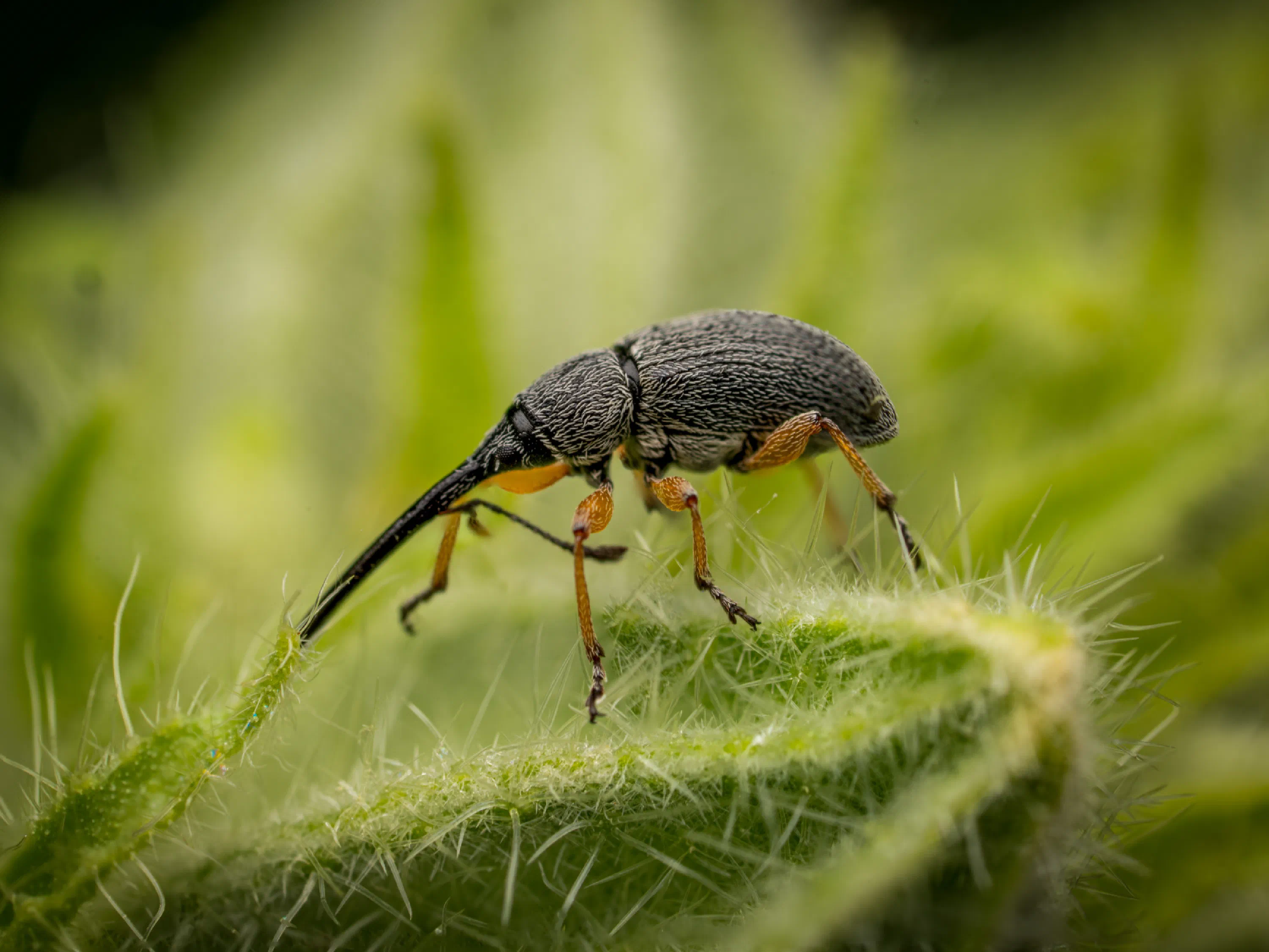 Rhopalapion longirostre
