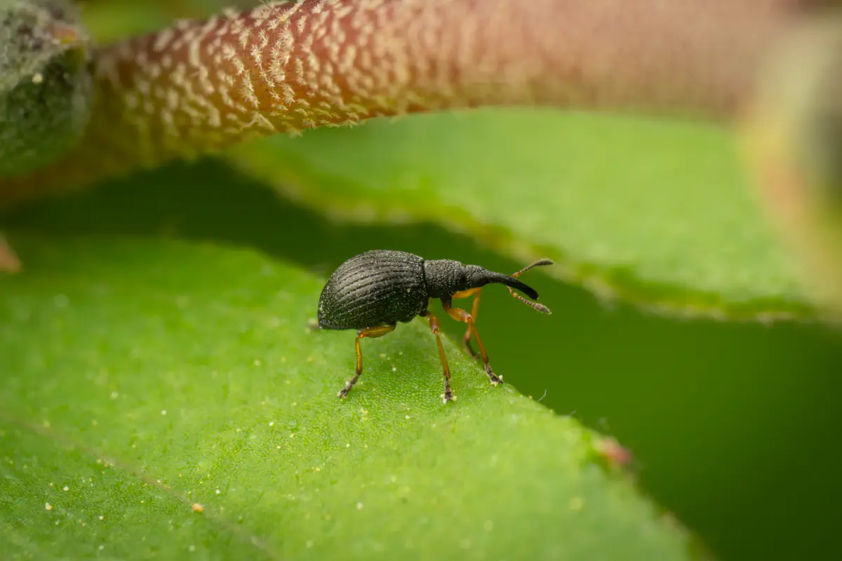 Rotfüßiger Klee-Spitzmausrüssler