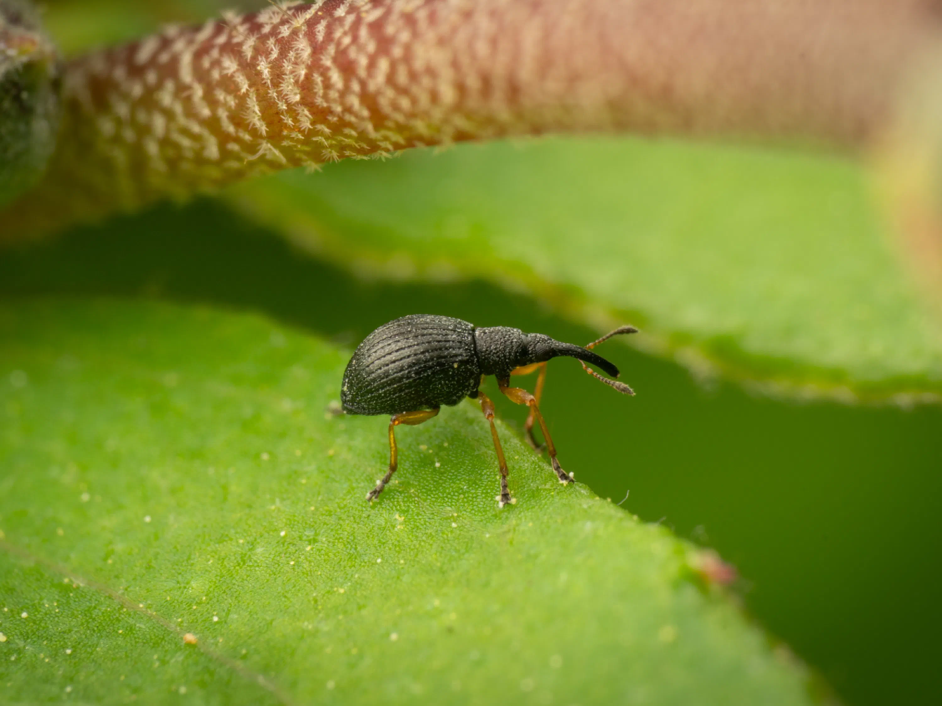 Protapion fulvipes