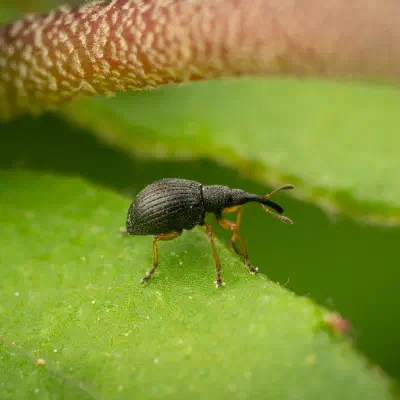 Protapion fulvipes