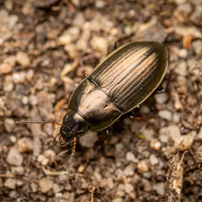 Amara aenea