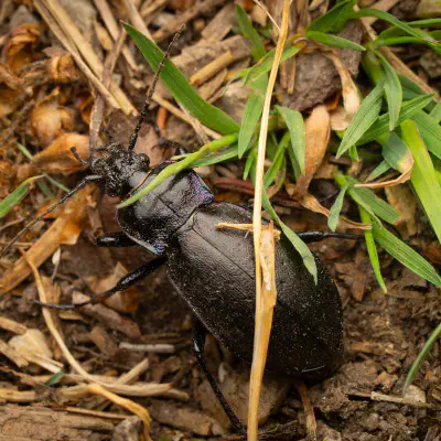 Hainlaufkäfer